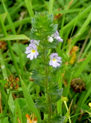 Euphrasia stricta