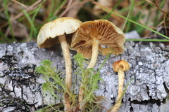 Pholiota elegans