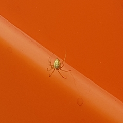 Enoplognatha ovata