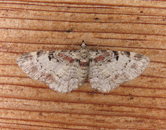 Eupithecia mutata