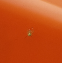 Enoplognatha ovata