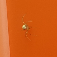 Enoplognatha ovata