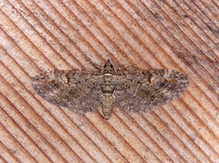 Eupithecia graefii