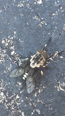 Tabanus trimaculatus