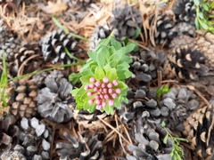 Stellera chamaejasme
