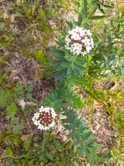 Stellera chamaejasme