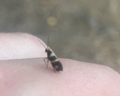 Micropterix aureatella