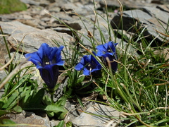 Gentiana acaulis