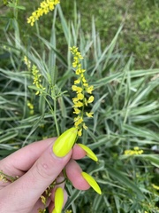 Melilotus officinalis