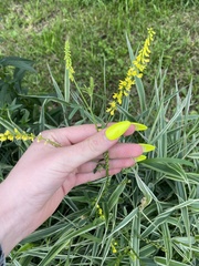 Melilotus officinalis