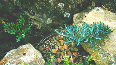 Pelargonium pillansii