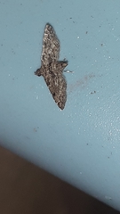 Sufetula