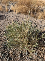 Atriplex elegans