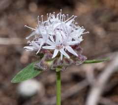 Monardella odoratissima pallida