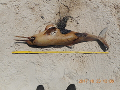 Pontoporia blainvillei