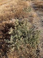Atriplex elegans