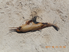 Pontoporia blainvillei