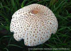 Macrolepiota colombiana