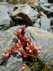 Sedum candolleanum