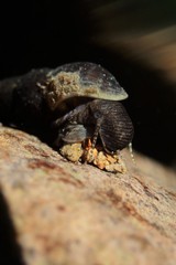 Juga plicifera