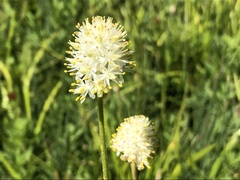 Triantha occidentalis