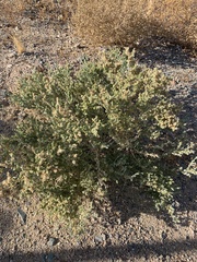 Atriplex elegans