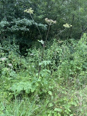 Heracleum sphondylium