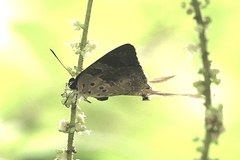Bindahara moorei