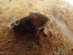 Juga plicifera