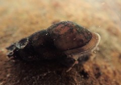 Juga plicifera