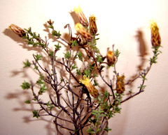 Pteronia hutchinsoniana