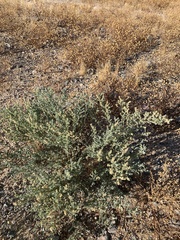 Atriplex elegans