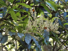 Itea