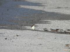 Appias lyncida eleonora