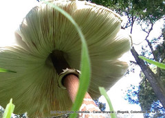 Macrolepiota colombiana