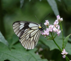 Aporia acraea