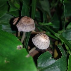 Coprinellus domesticus
