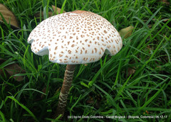 Macrolepiota colombiana