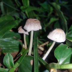 Coprinellus domesticus