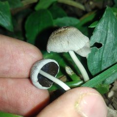 Coprinellus domesticus