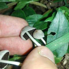 Coprinellus domesticus