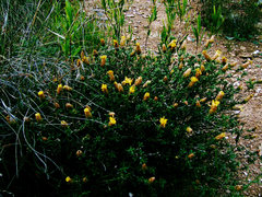 Pteronia staehelinoides