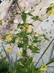 Lysimachia ciliata