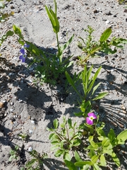 Malcolmia littorea