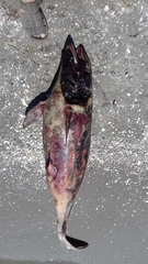 Phocoena phocoena relicta
