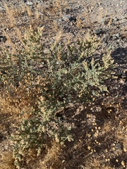 Atriplex elegans