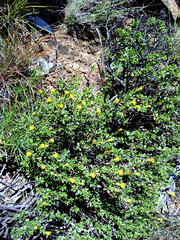 Pegolettia baccaridifolia