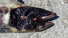 Phocoena phocoena relicta