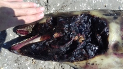 Phocoena phocoena relicta