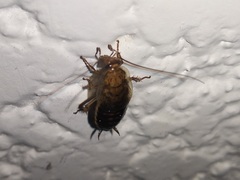 Latiblattella tarasca